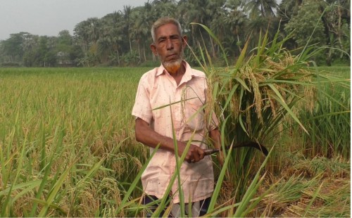 নড়াইলে বোরোর ফলন বিগত ১০বছরের রেকর্ড অতিক্রমের আশা 