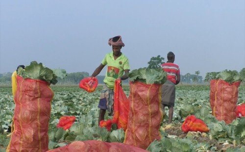 মেহেরপুরে গ্রীষ্মকালীন বাঁধাকপি চাষে কৃষকদের সফলতা